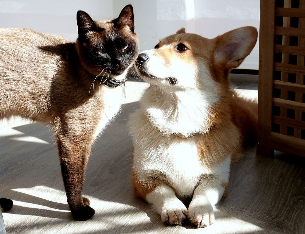 A cat and a corgi sitting nose to nose in the sun
