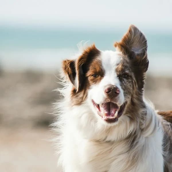 PSN Essentials Puppy Training Pads