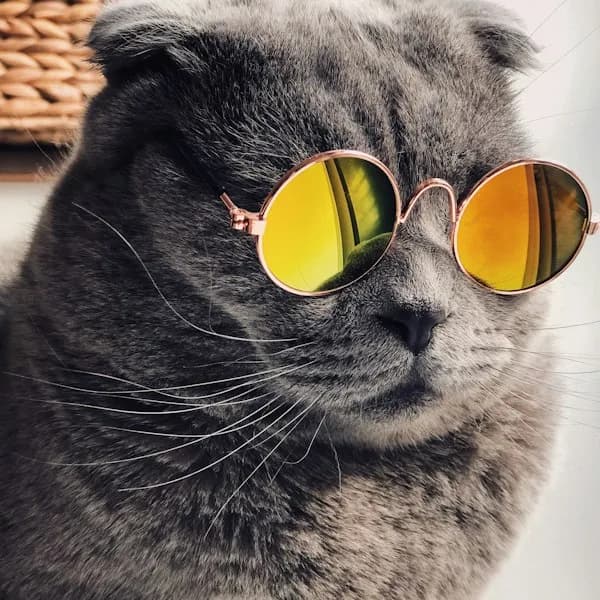 Trixie Breakaway Cat Collar with Bell