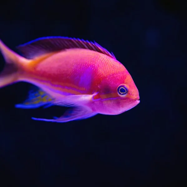 Taiyo Goldfish Pellets