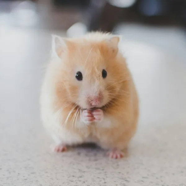 Trixie Silent Hamster Exercise Wheel