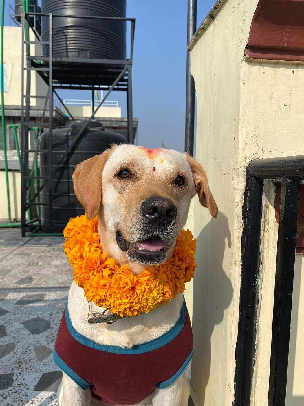 A happy dog wearing a marigold garland and tika for Kukur Tihar
