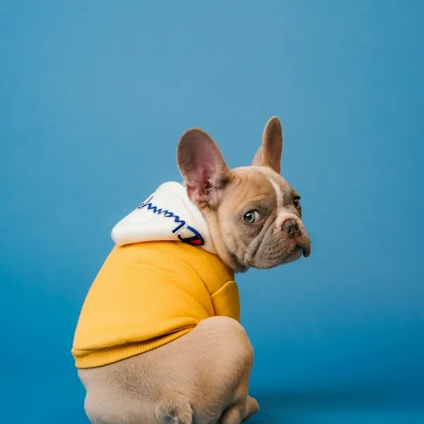 PSN Essentials Monsoon Dog Raincoat with Hood