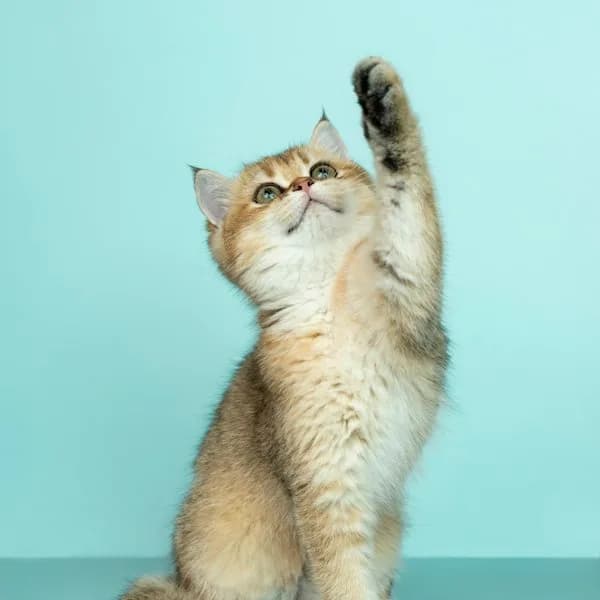 Beaphar Malt Paste for Cats