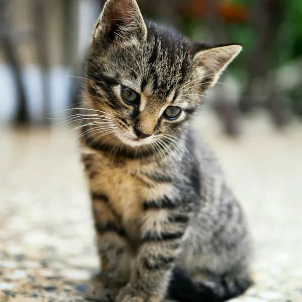 Temptations Hairball Control Cat Treats